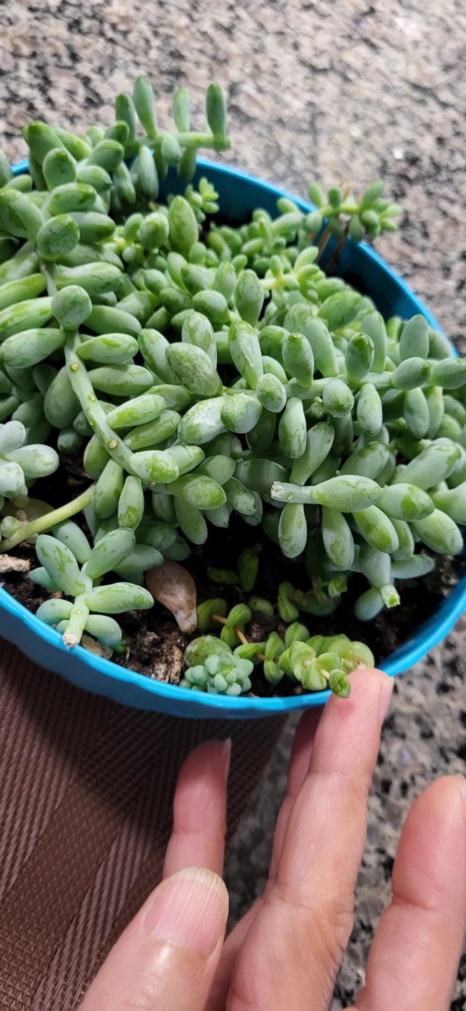 Three types of succulent in a cute pot - photo 3