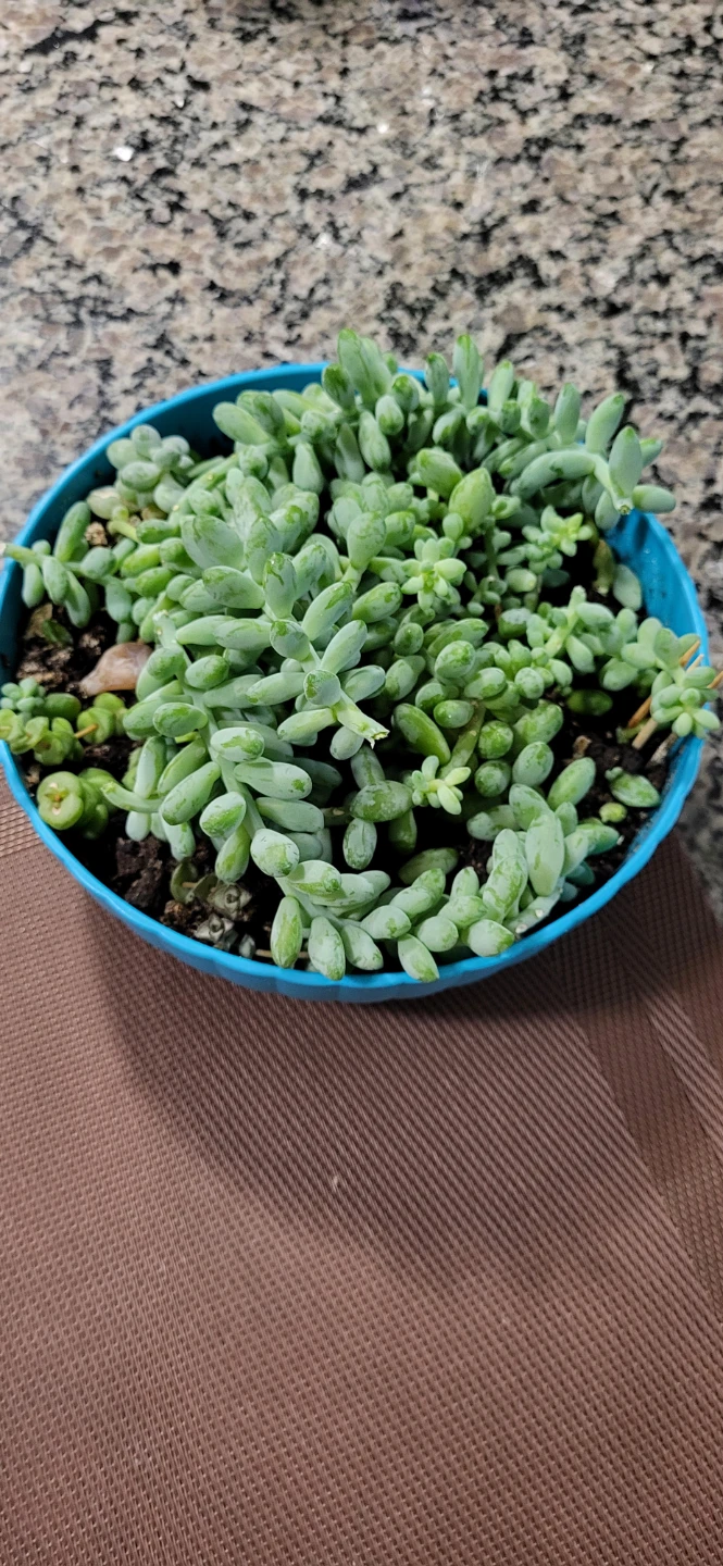 Three types of succulent in a cute pot - photo 4