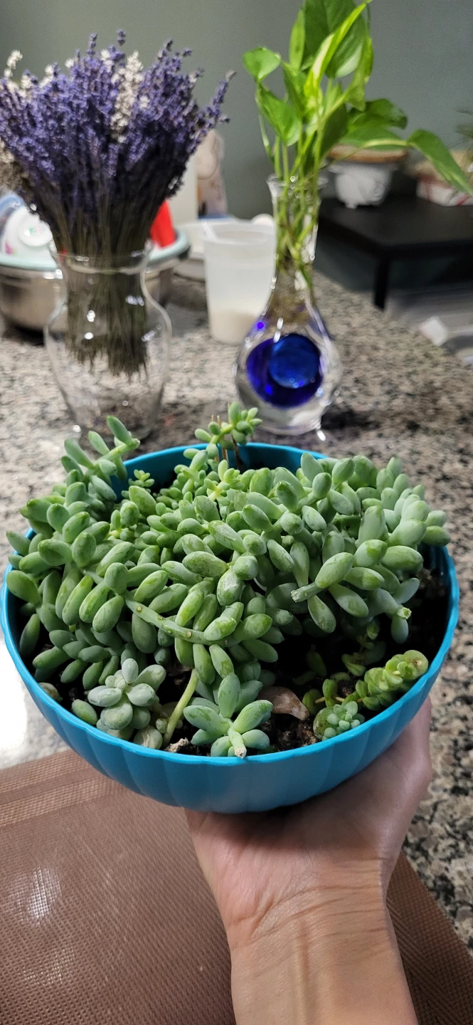 Three types of succulent in a cute pot - photo 5