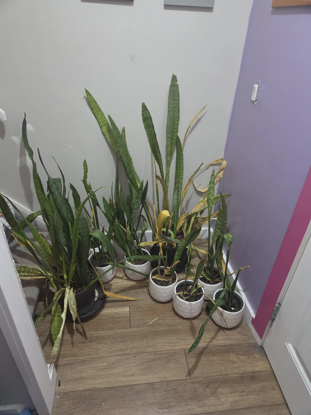 9 Snake Plants (selling together)