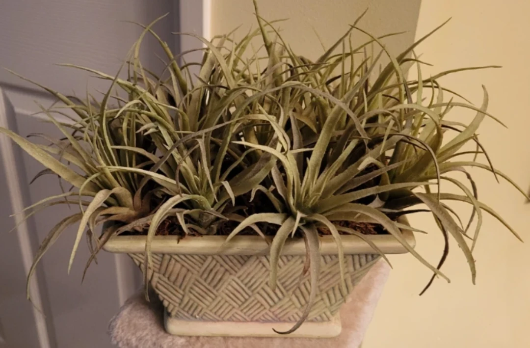 Faux Air Plant Arrangement in Ceramic Pot
