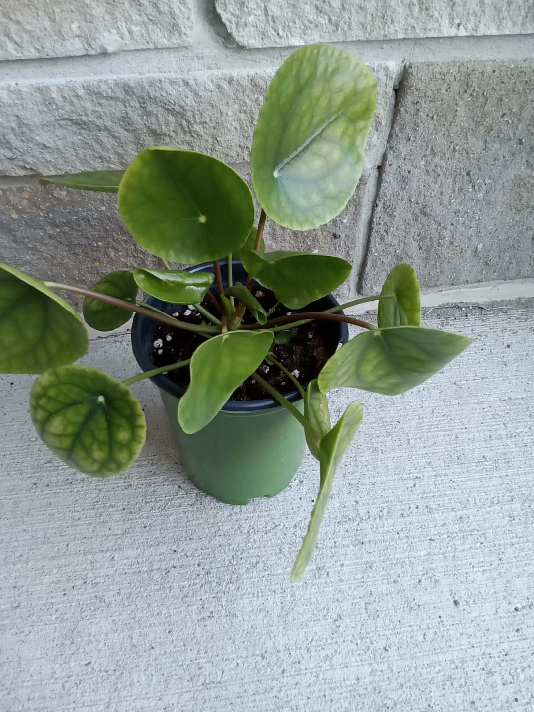 Chinese Money Plant (Pilea Peperomioides Plant)