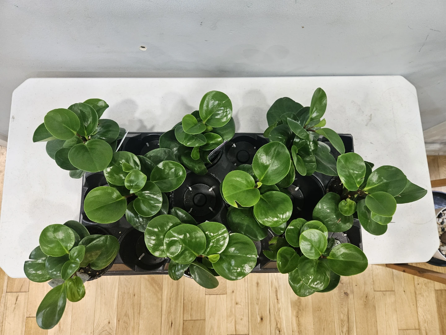 Peperomia Obtusifolia Plant ( $5 each or 3 for $13) - photo 2