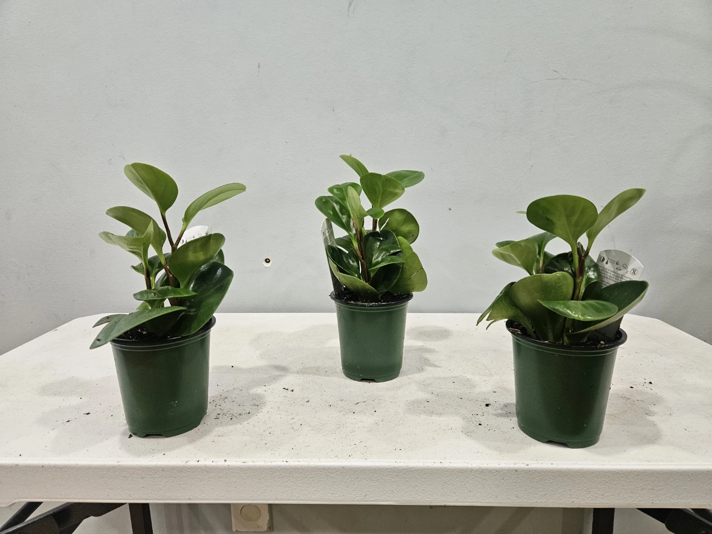 Peperomia Obtusifolia Plant ( $5 each or 3 for $13) - photo 3
