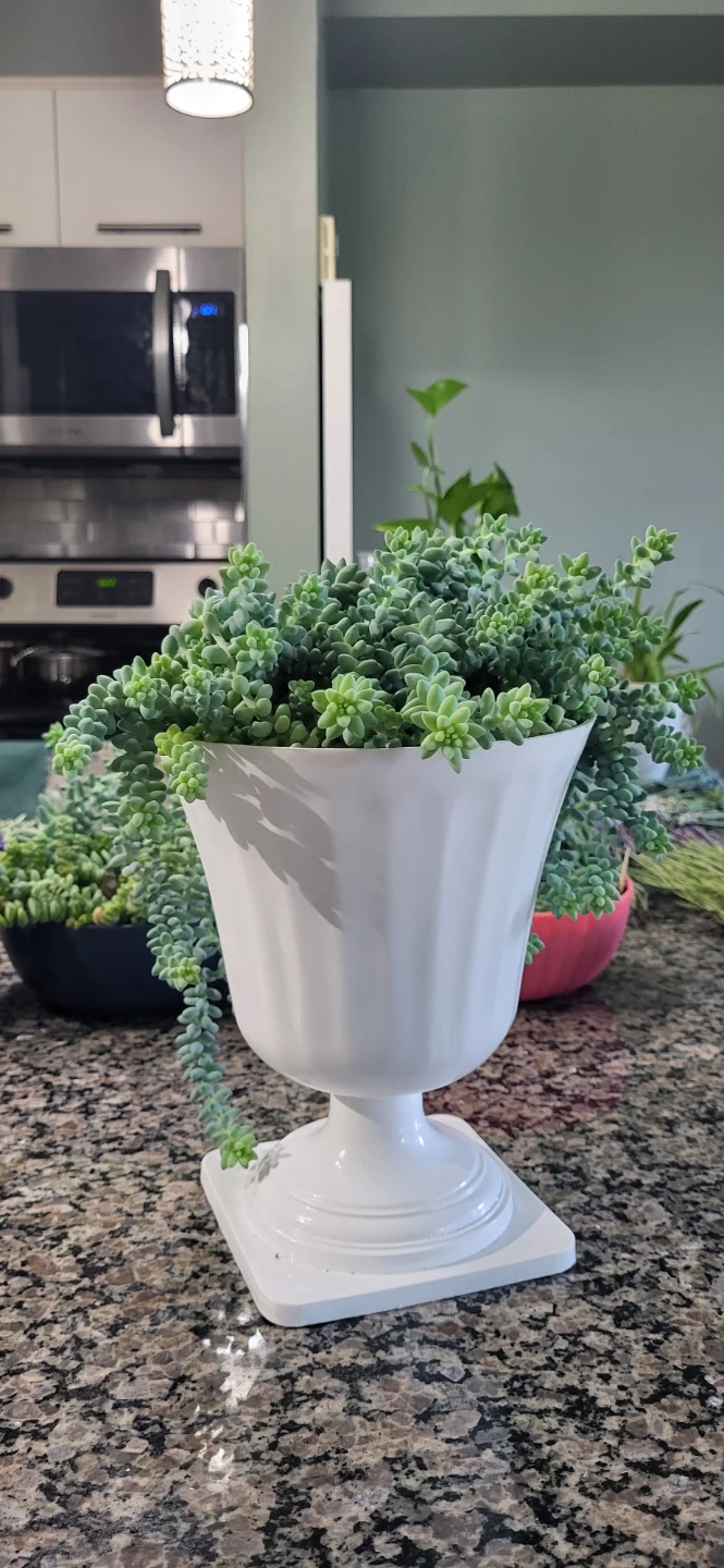 Burro's Tails succulent