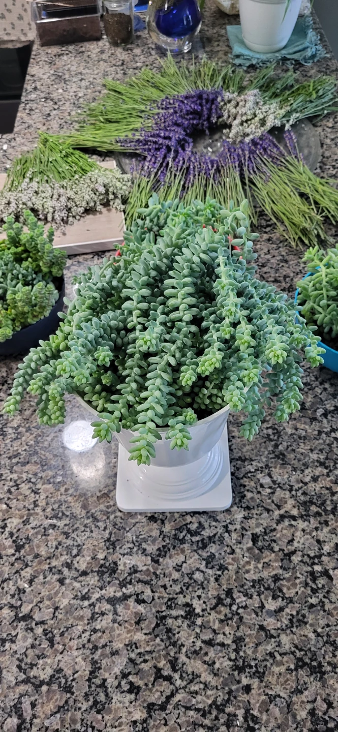 Burro's Tails succulent - photo 2