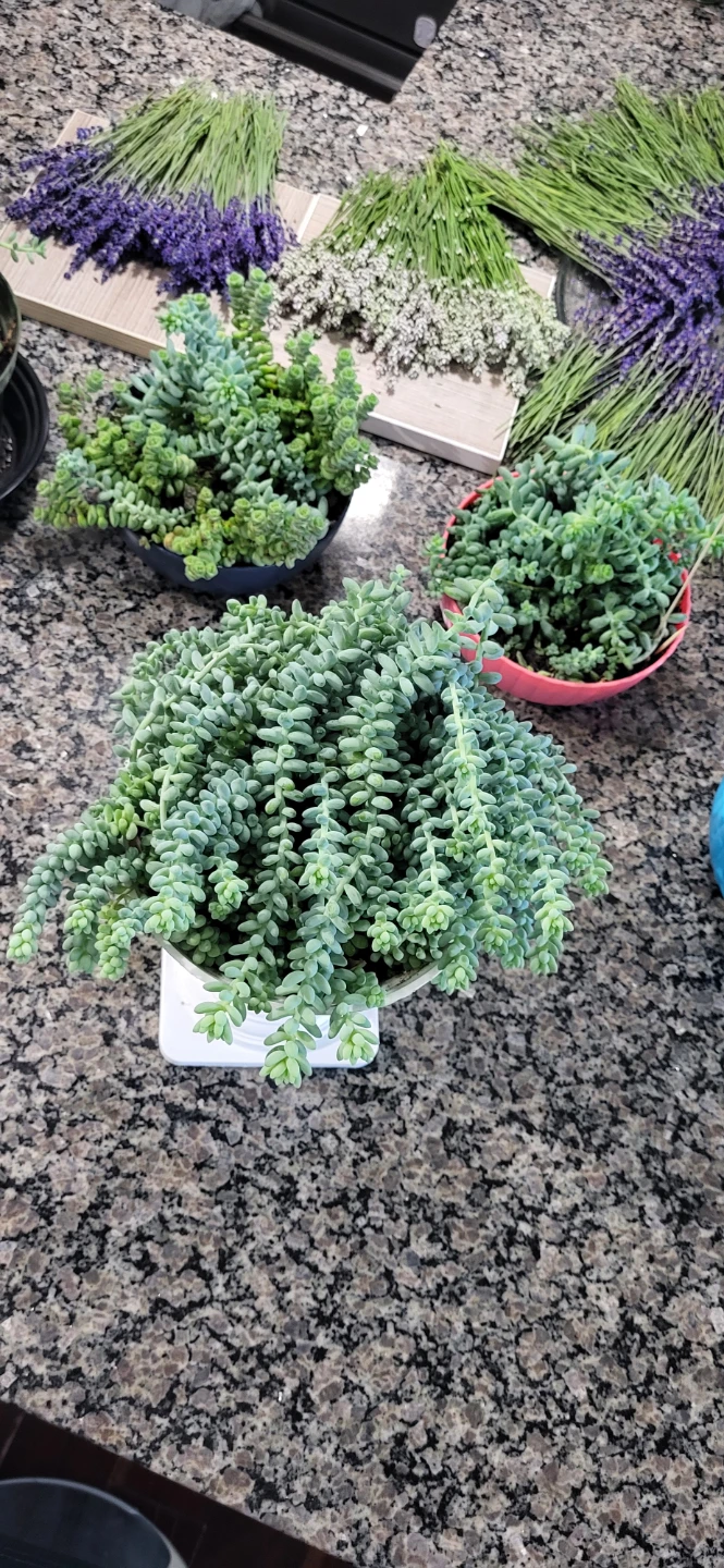 Burro's Tails succulent - photo 3