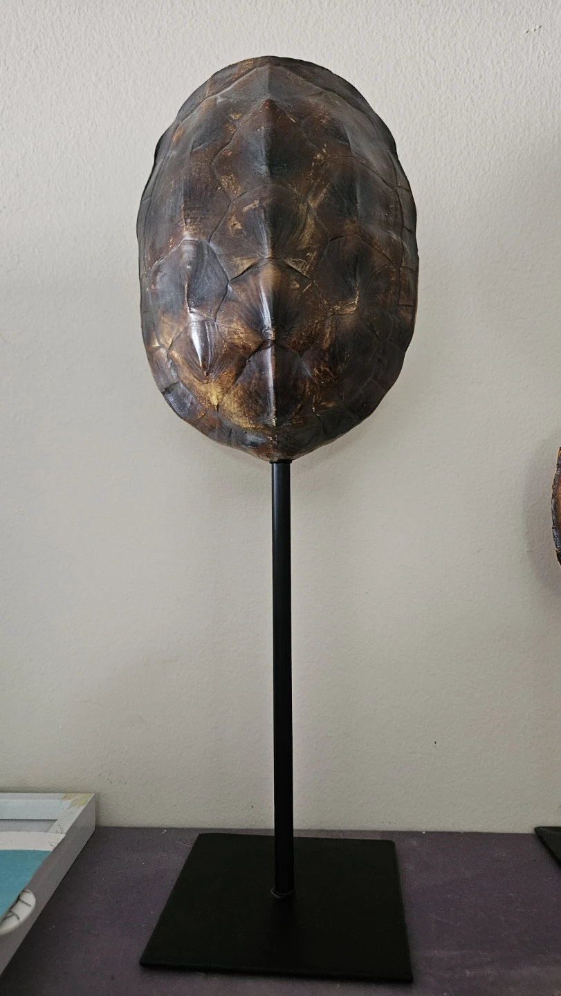 Turtle Shell Display on Stand ×3