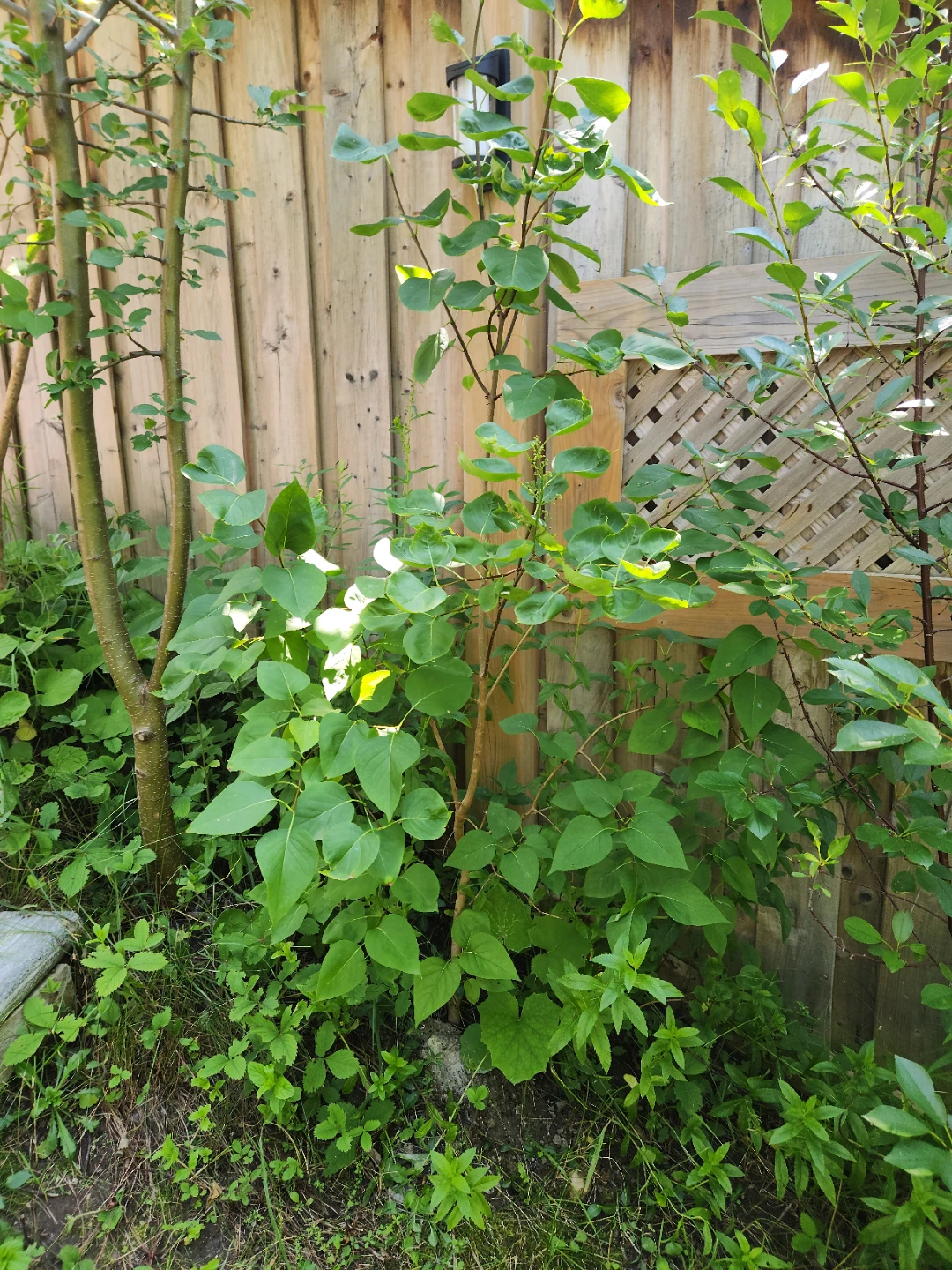 Sour cherry tree - photo 3