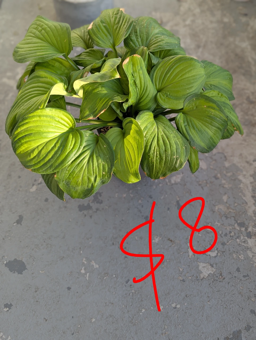 Hosta Plant