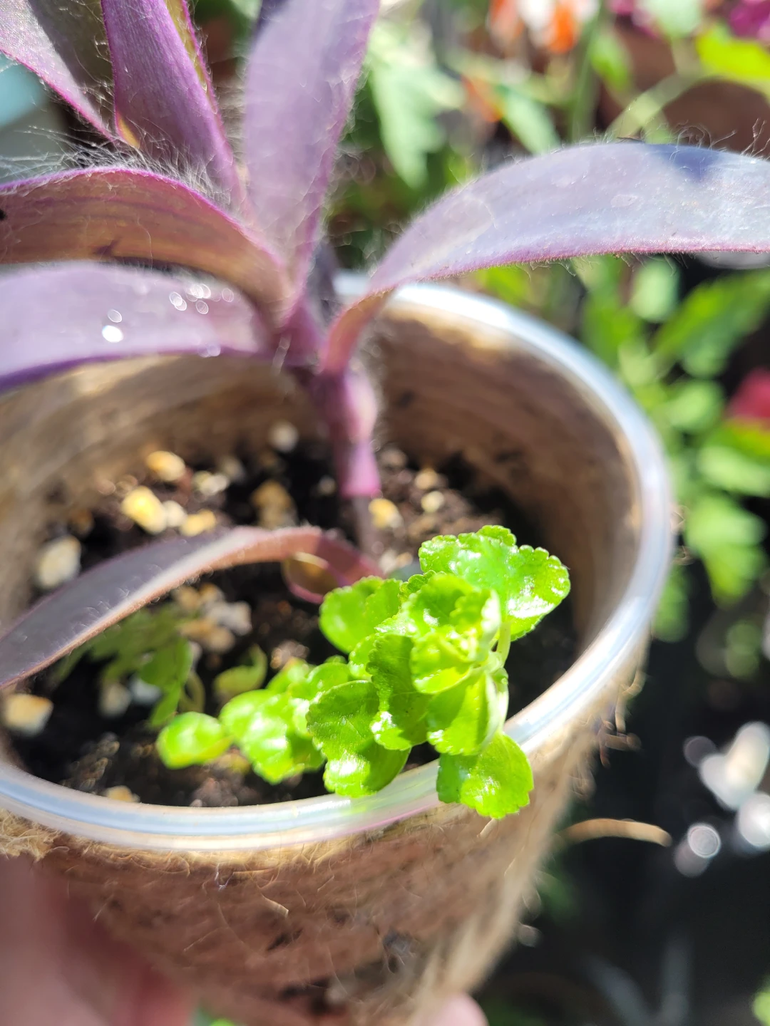 Purple Heart Plant in Jute-Wrapped Cup