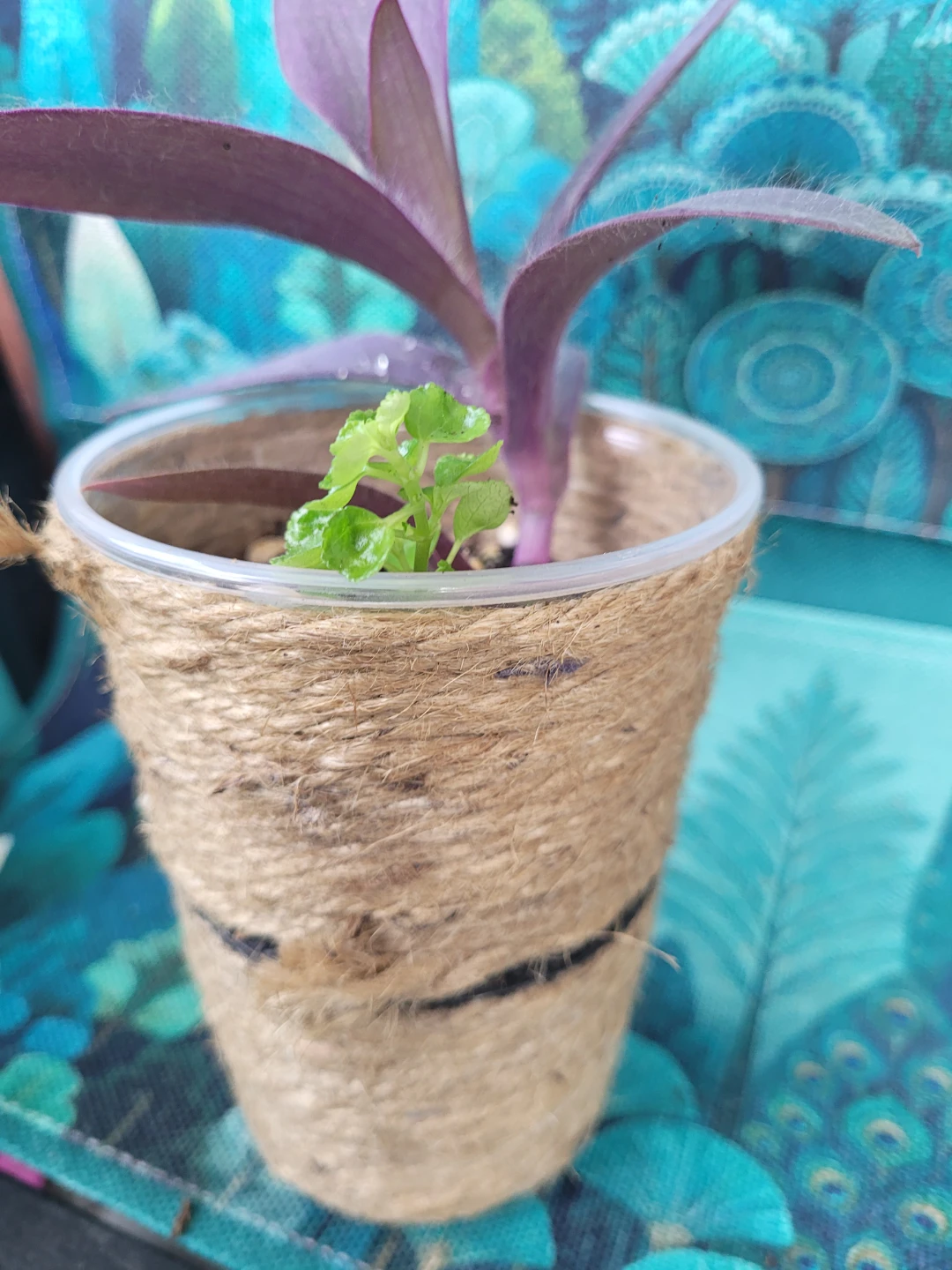 Purple Heart Plant in Jute-Wrapped Cup - photo 2