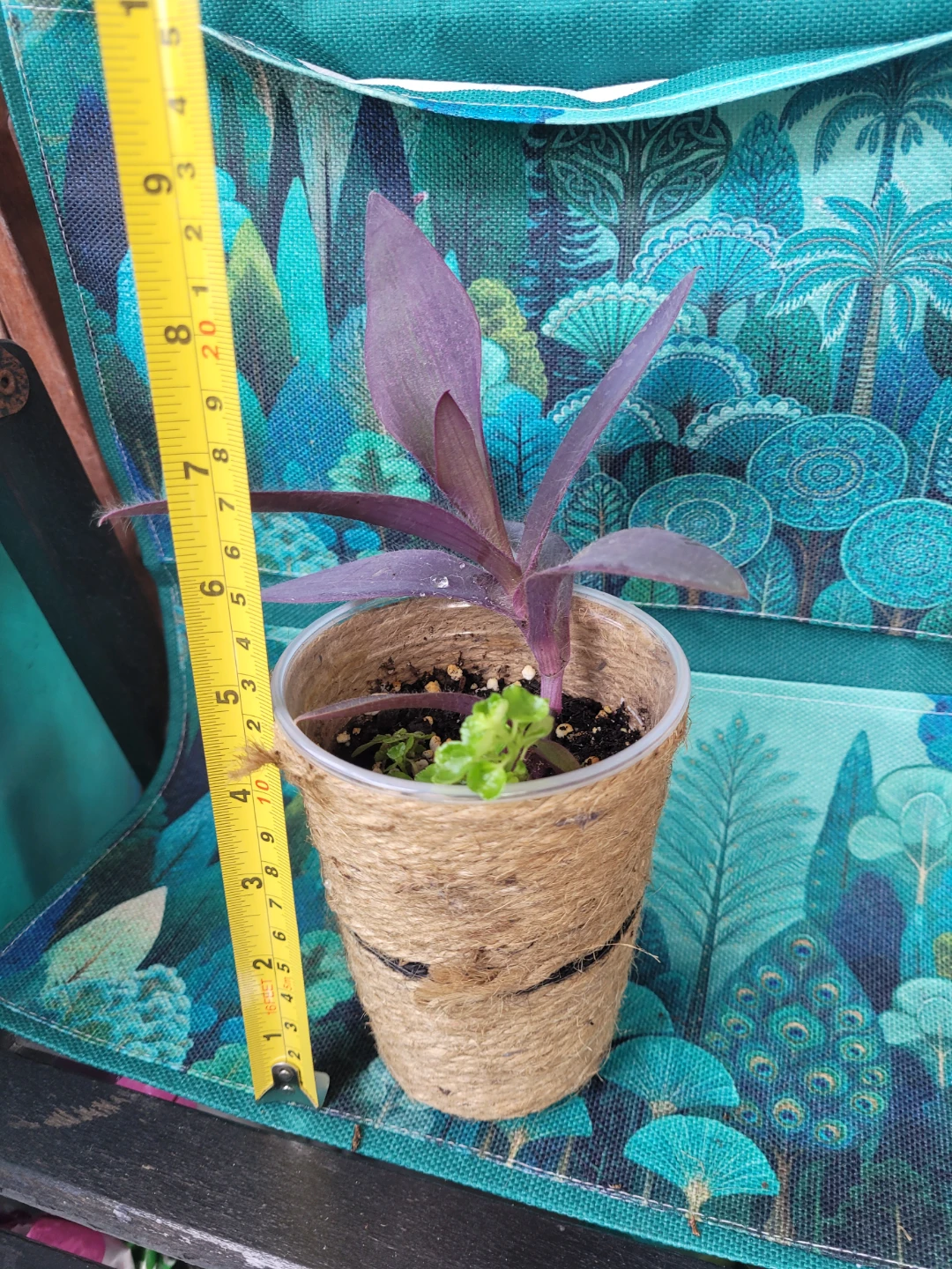 Purple Heart Plant in Jute-Wrapped Cup - photo 3