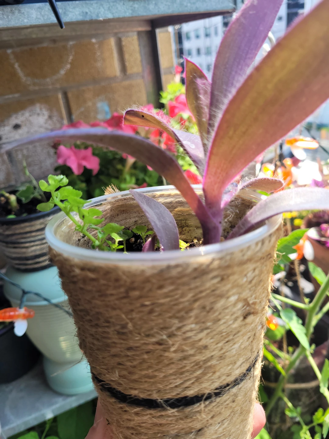 Purple Heart Plant in Jute-Wrapped Cup - photo 4