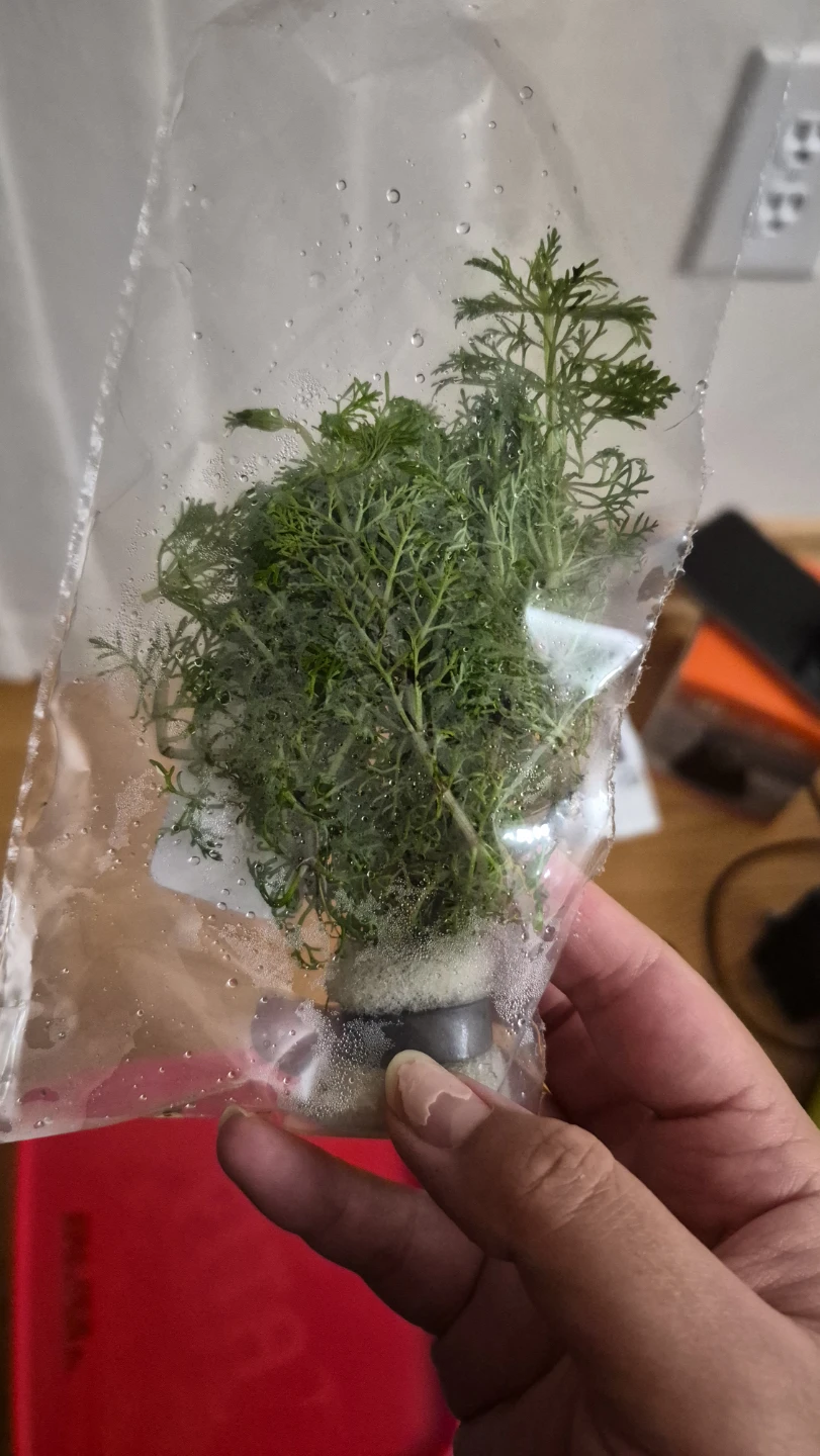 Live Aquarium Plants