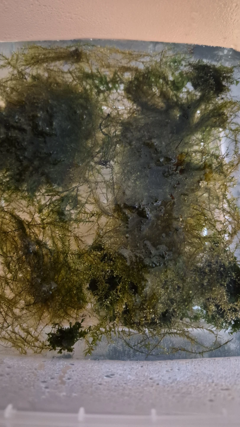 Live Aquarium Plants - photo 2
