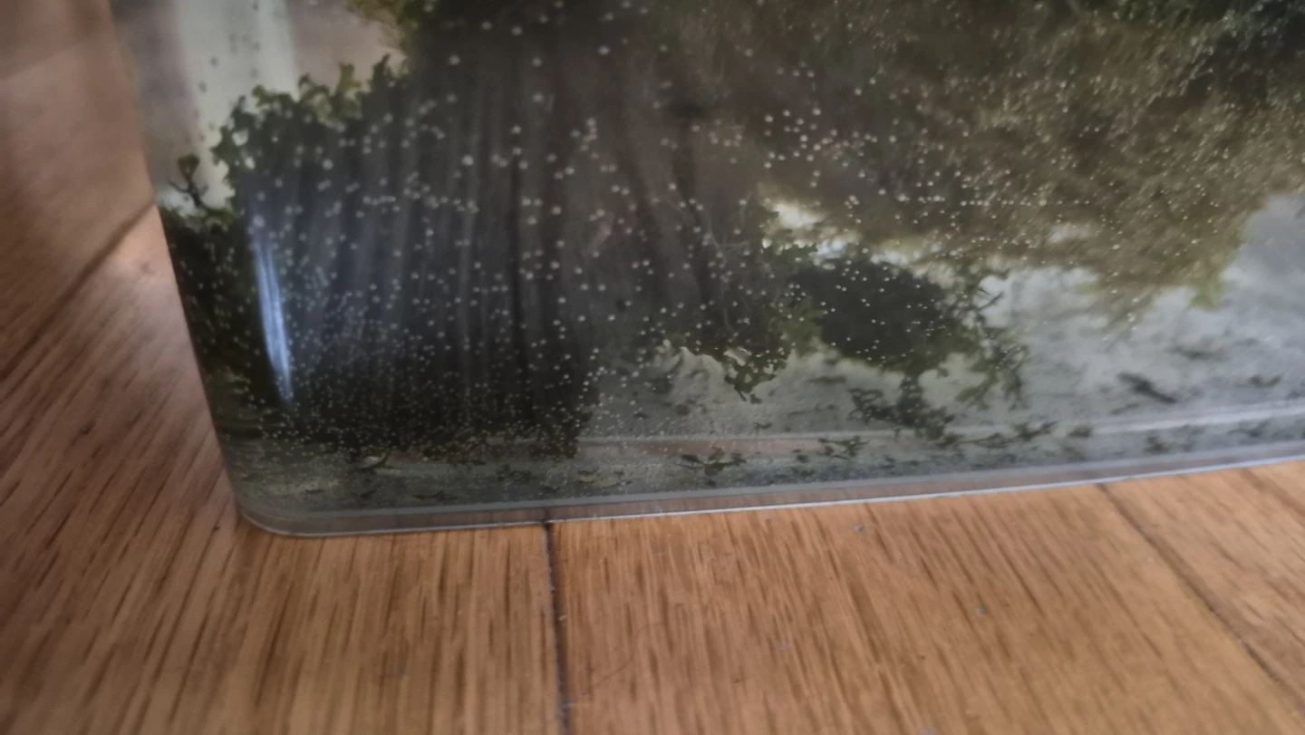 Live Aquarium Plants - photo 3