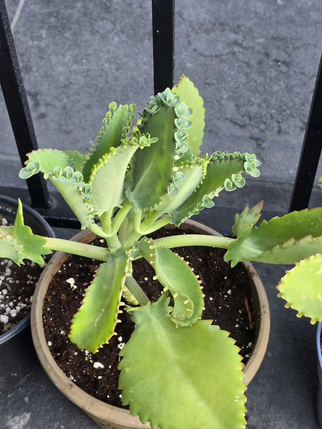 Mother of Thousands Plant.  6"pot - photo 3