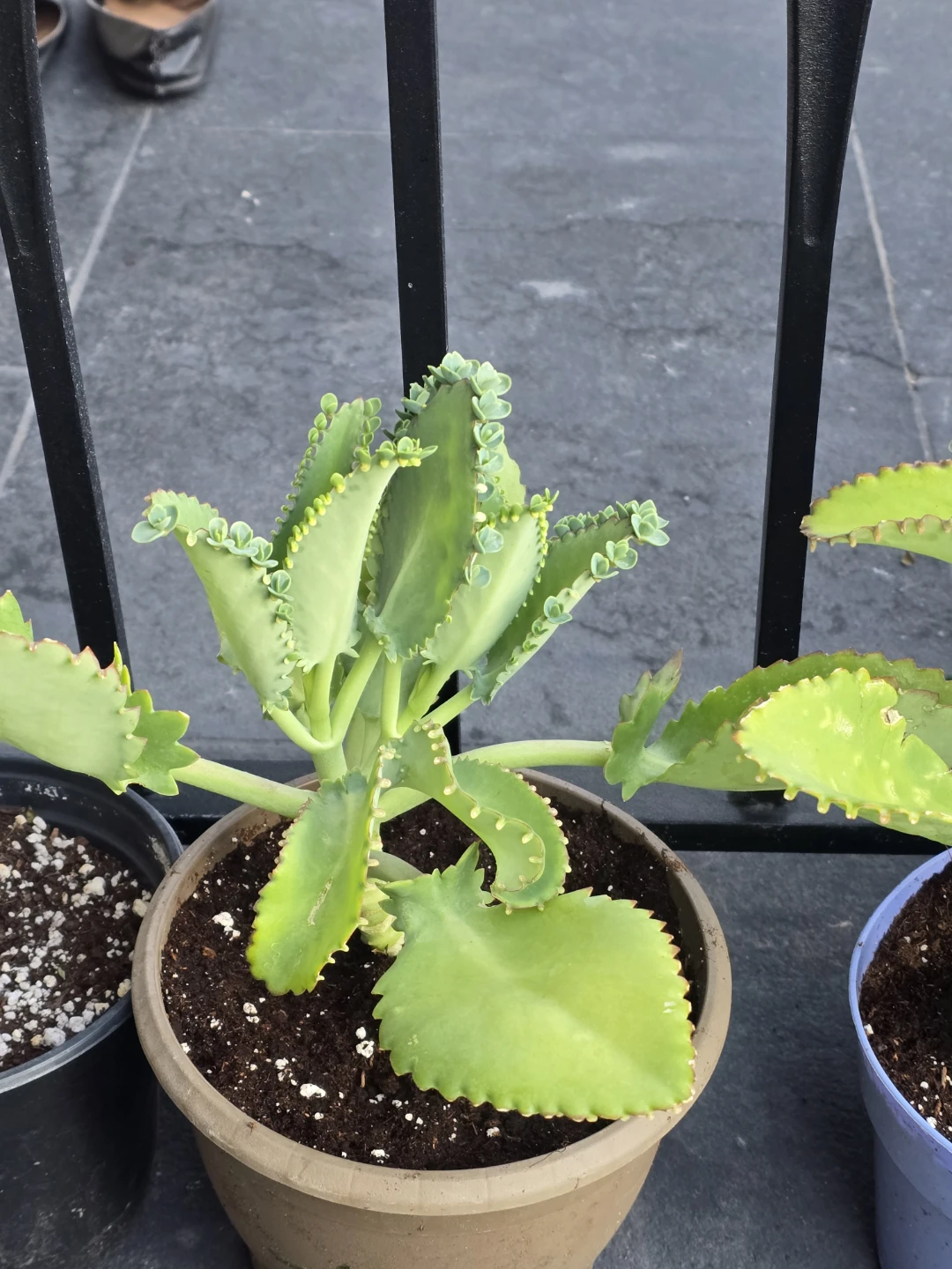 Mother of Thousands Plant.  6"pot - photo 4