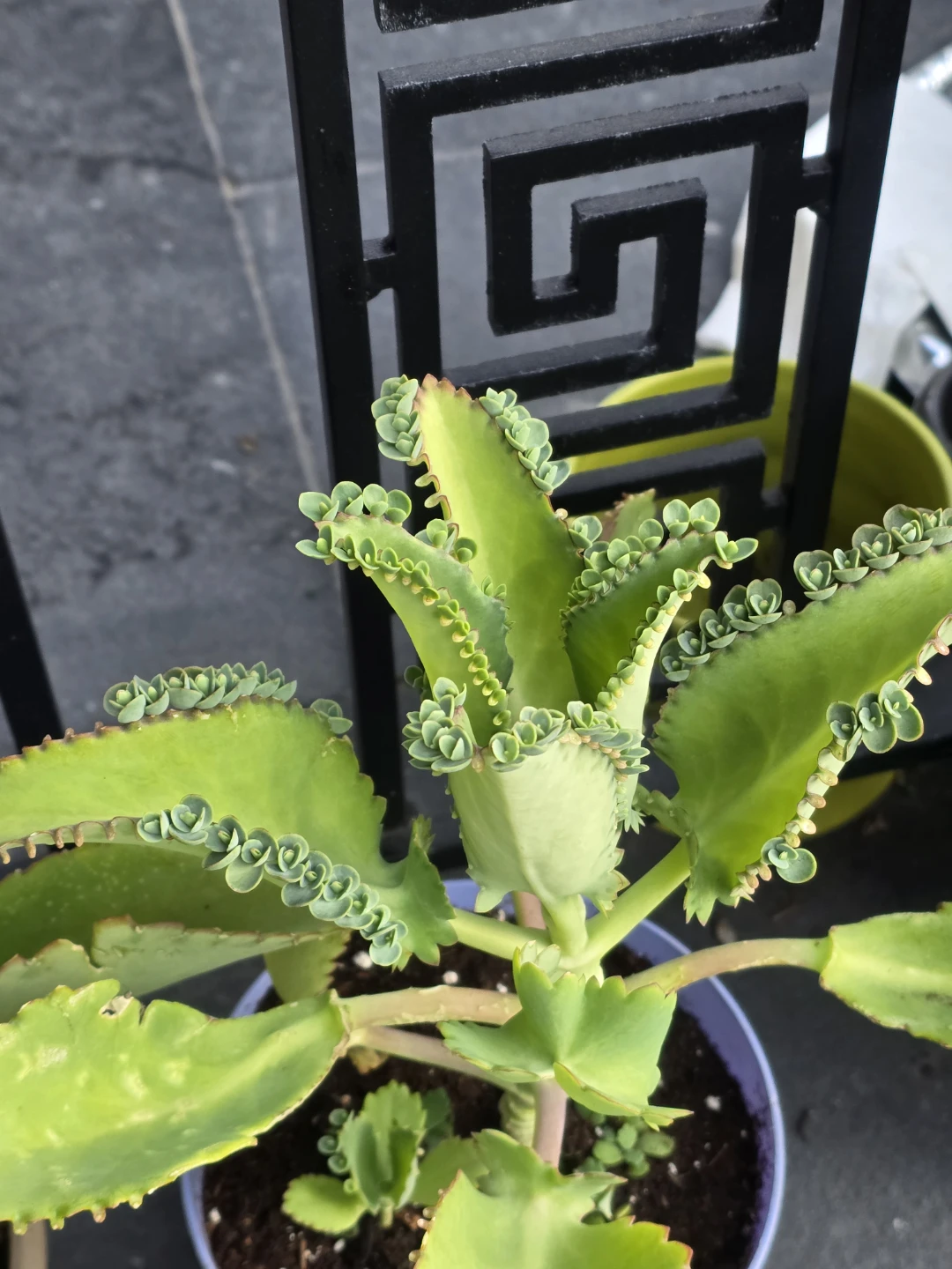 Mother of Thousands Plant.  6"pot - photo 5