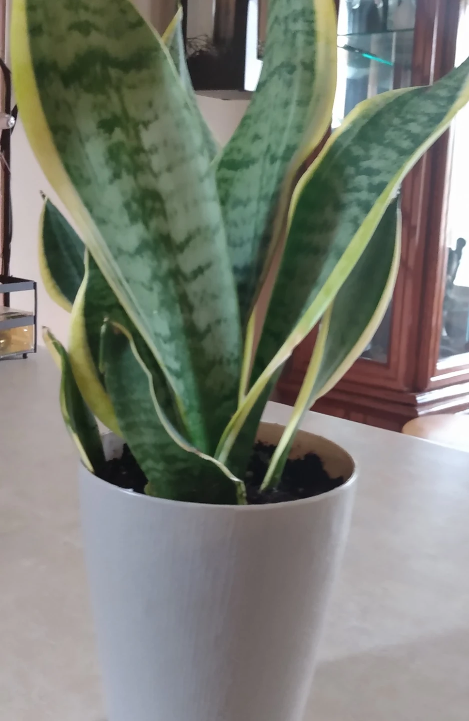 Healthy Live indoor Sansevieria Plant in Pot - photo 2