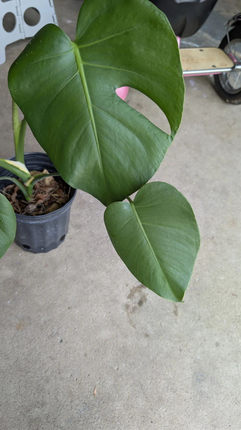 Monstera Deliciosa Plant - photo 2