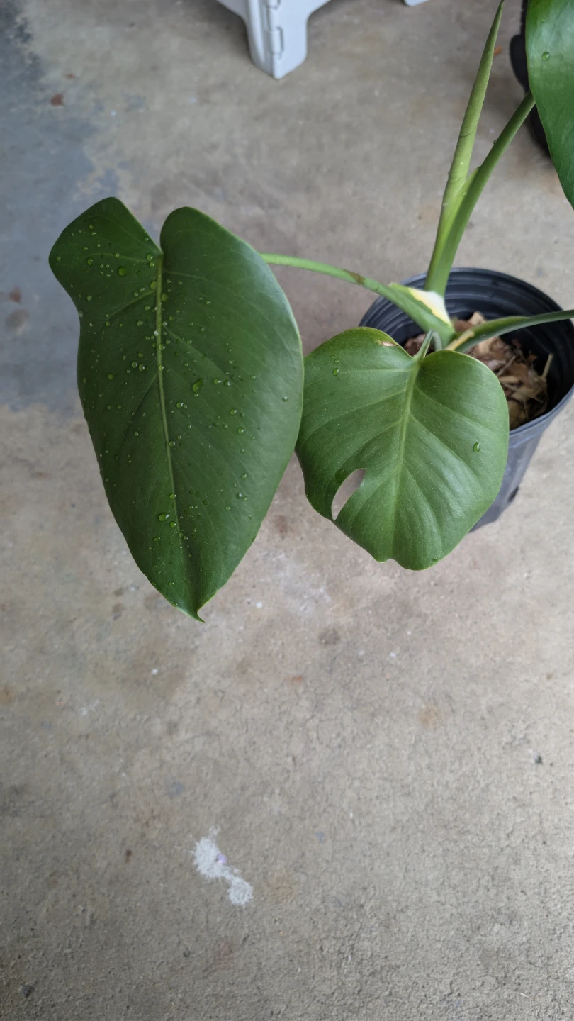 Monstera Deliciosa Plant - photo 3