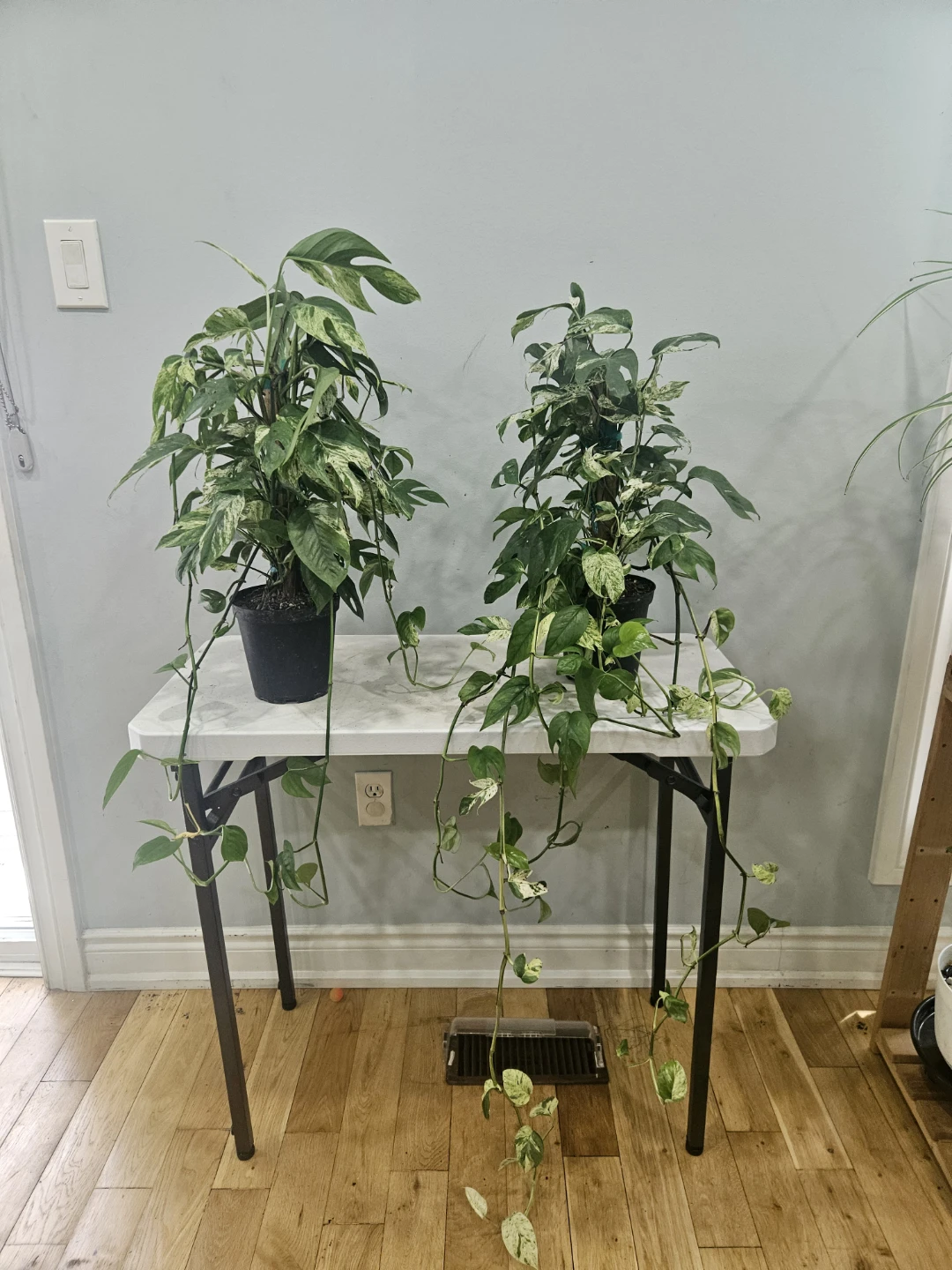 Epipremnum pinnatum Marble Flame on Totem