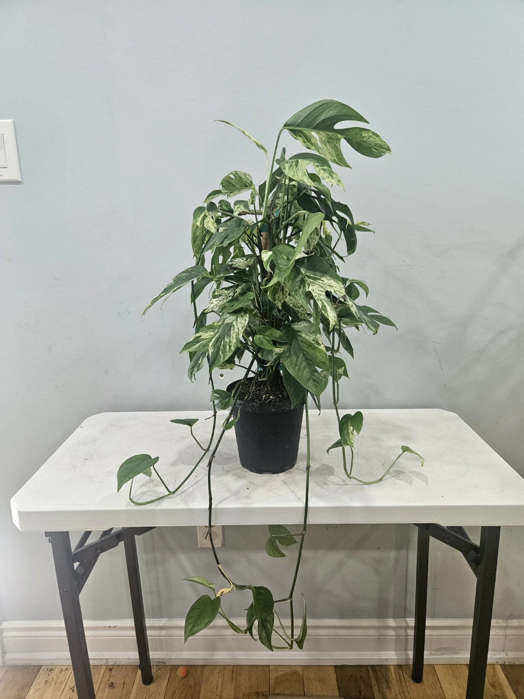 Epipremnum pinnatum Marble Flame on Totem - photo 3