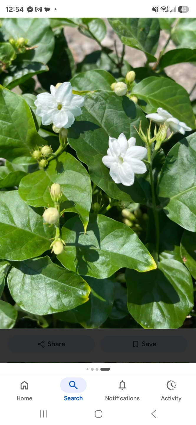 Fragrant Jasmine Plant