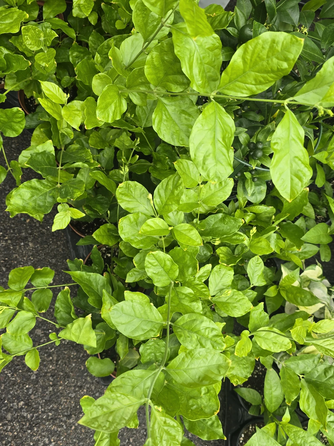 Fragrant Jasmine Plant - photo 2