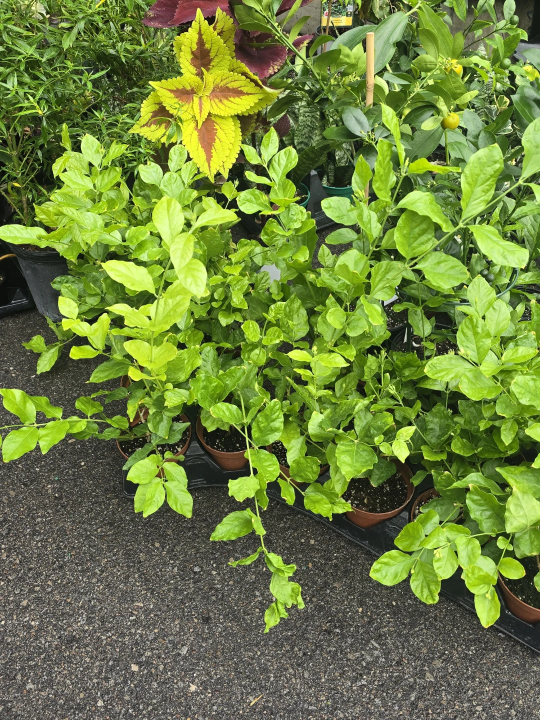 Fragrant Jasmine Plant - photo 3