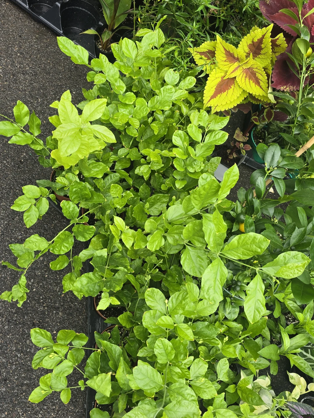 Fragrant Jasmine Plant - photo 4