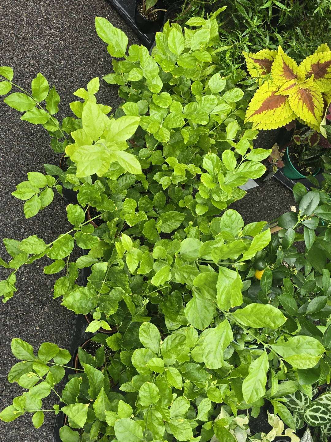 Fragrant Jasmine Plant - photo 5