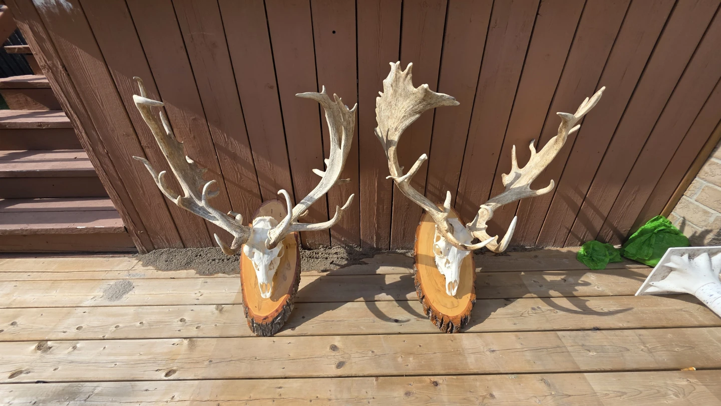 Two Mounted Deer Antlers on Wood boards