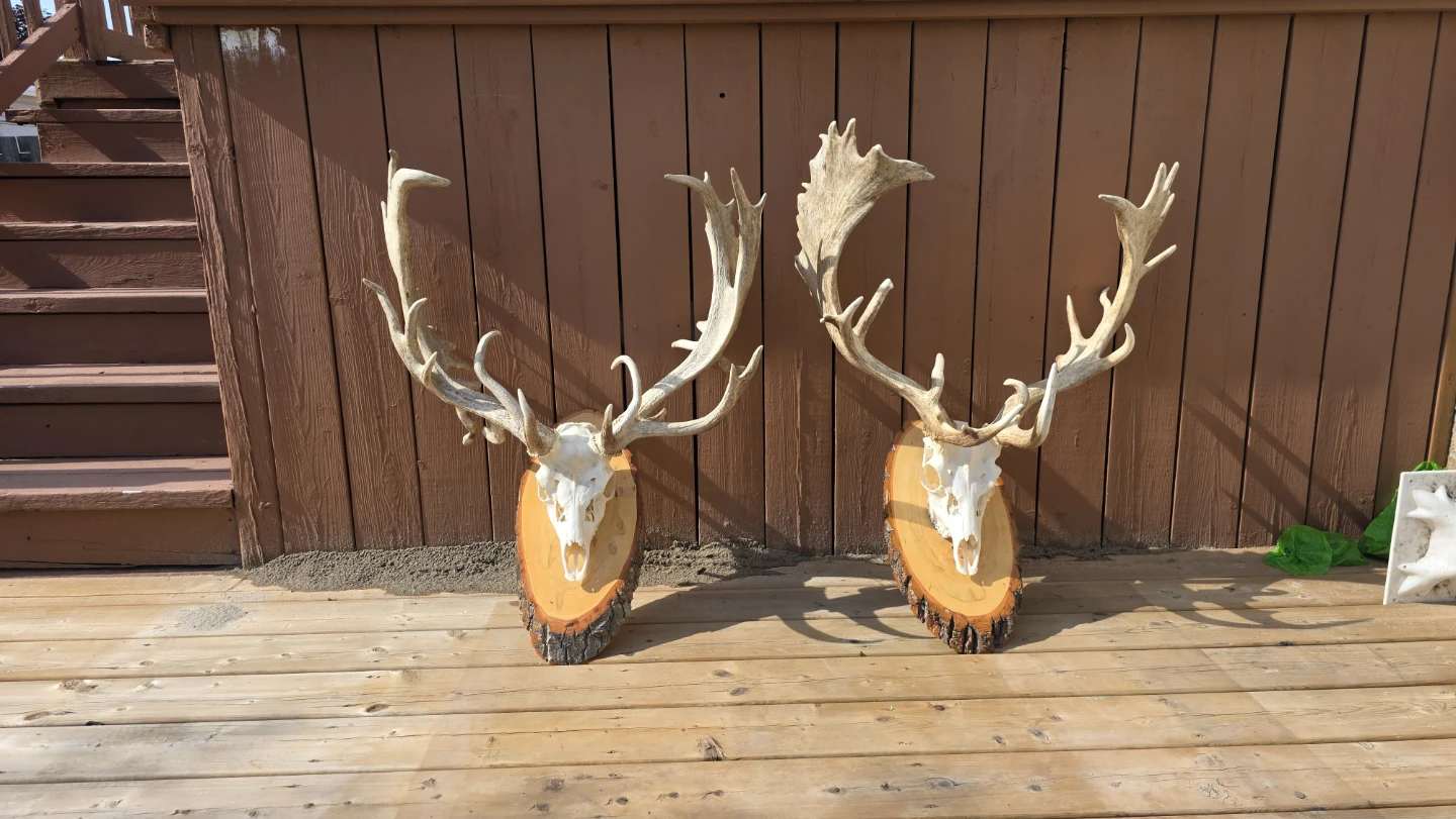 Two Mounted Deer Antlers on Wood boards - photo 2
