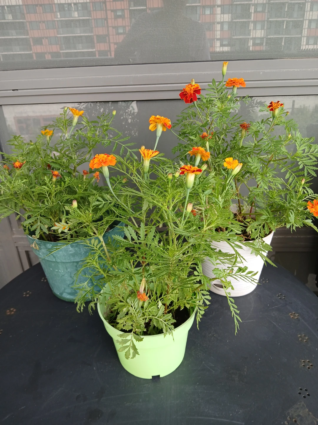 3 Pots of Marigold Plants.$6/pot. 8 plants/pot. Location ⬇️