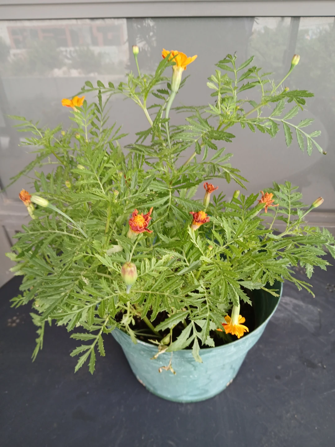 3 Pots of Marigold Plants.$6/pot. 8 plants/pot. Location ⬇️ - photo 2