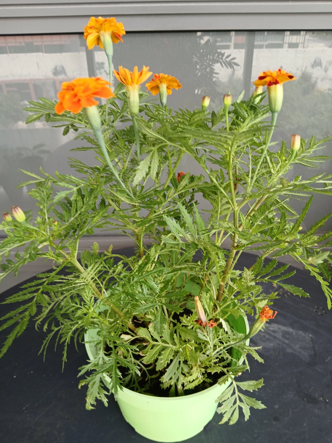 3 Pots of Marigold Plants.$6/pot. 8 plants/pot. Location ⬇️ - photo 3