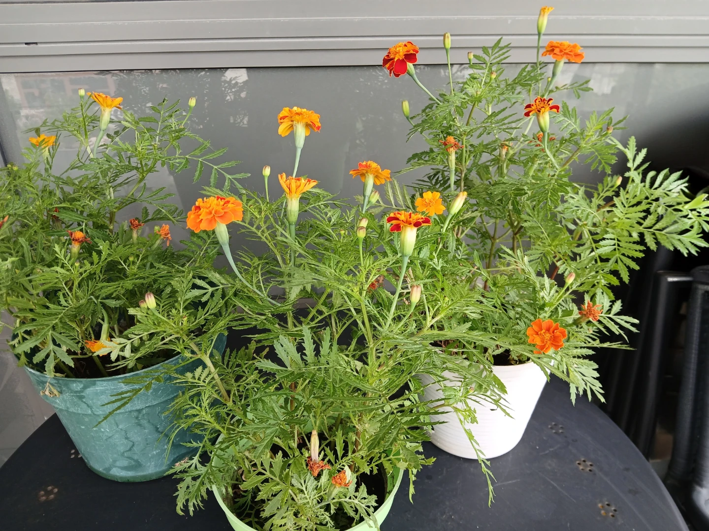 3 Pots of Marigold Plants.$6/pot. 8 plants/pot. Location ⬇️ - photo 5