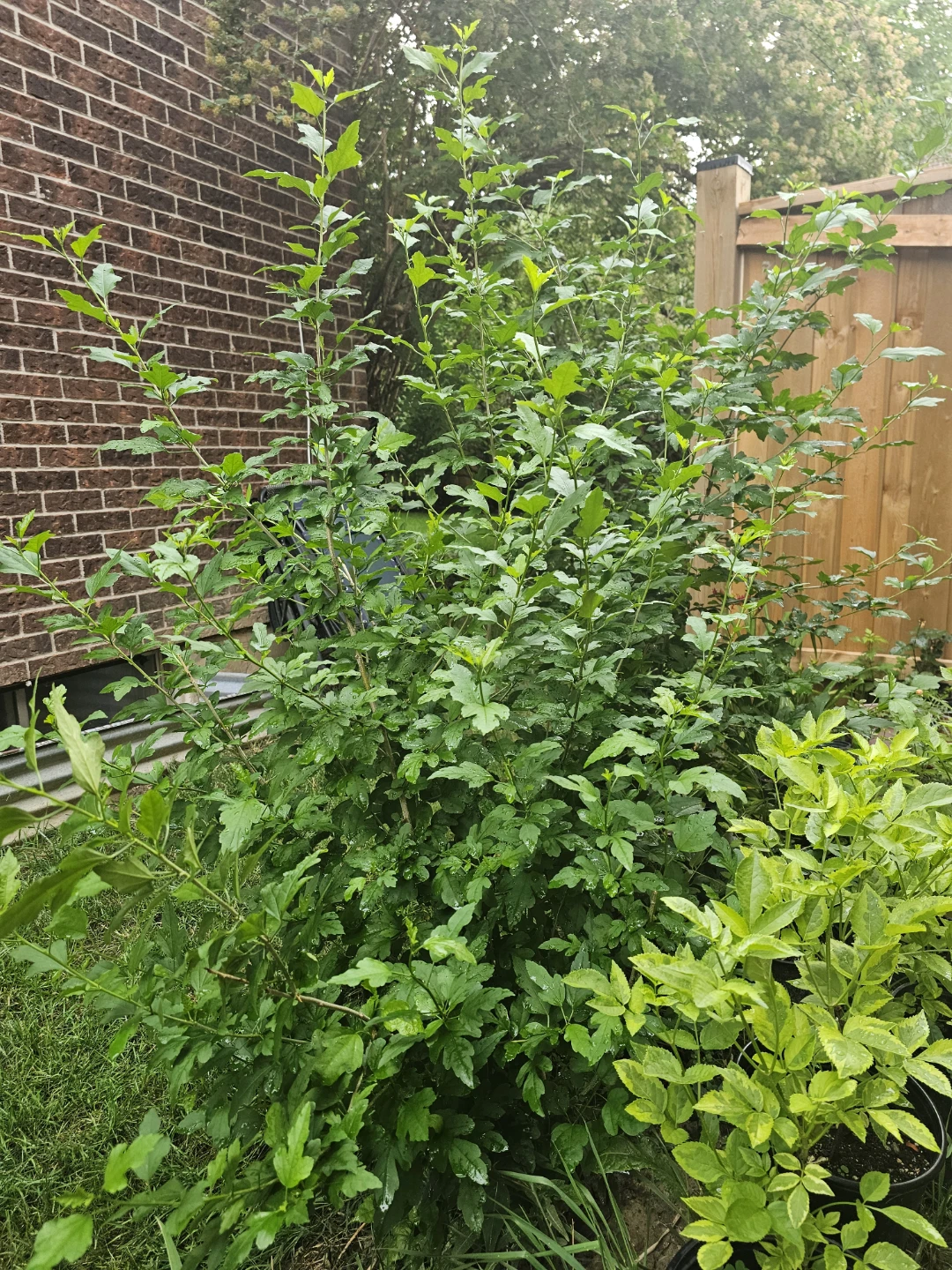 7+ft Rose of Sharon Tree