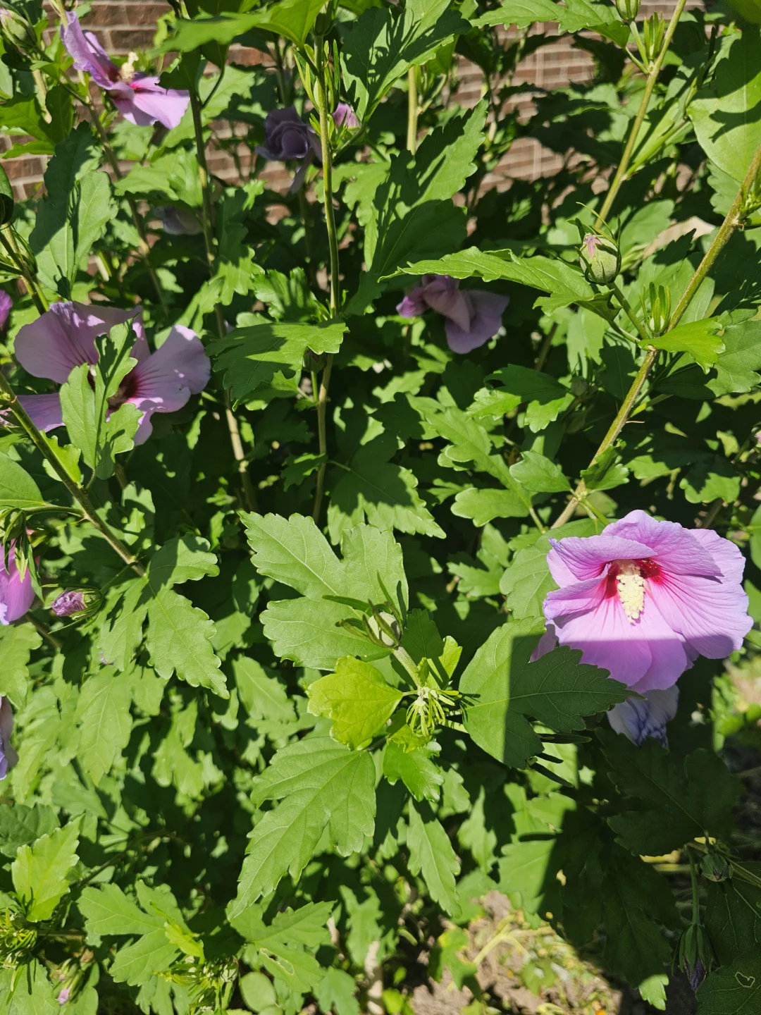 7+ft Rose of Sharon Tree - photo 2