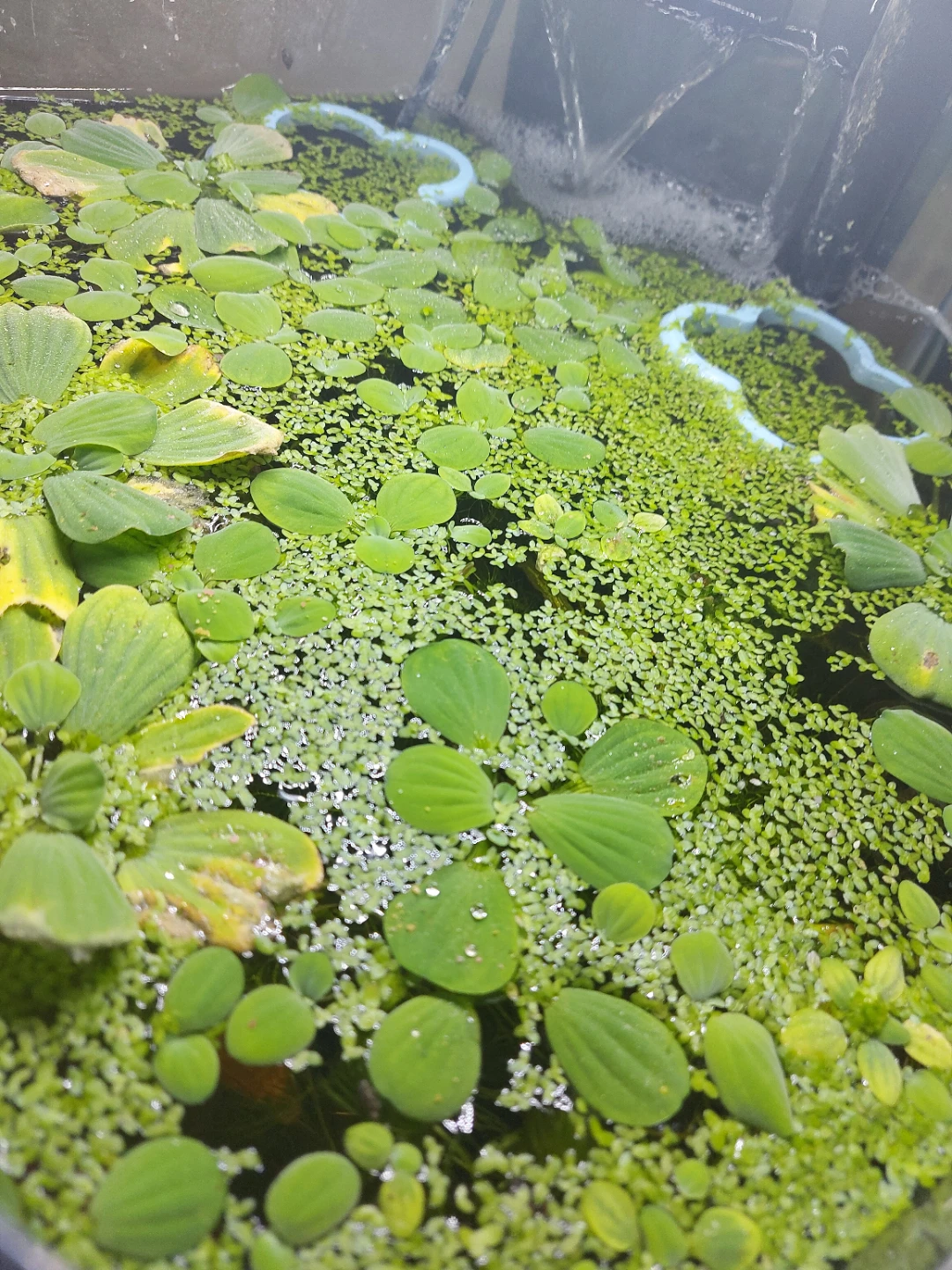 Duck weed and water lettuce - photo 3