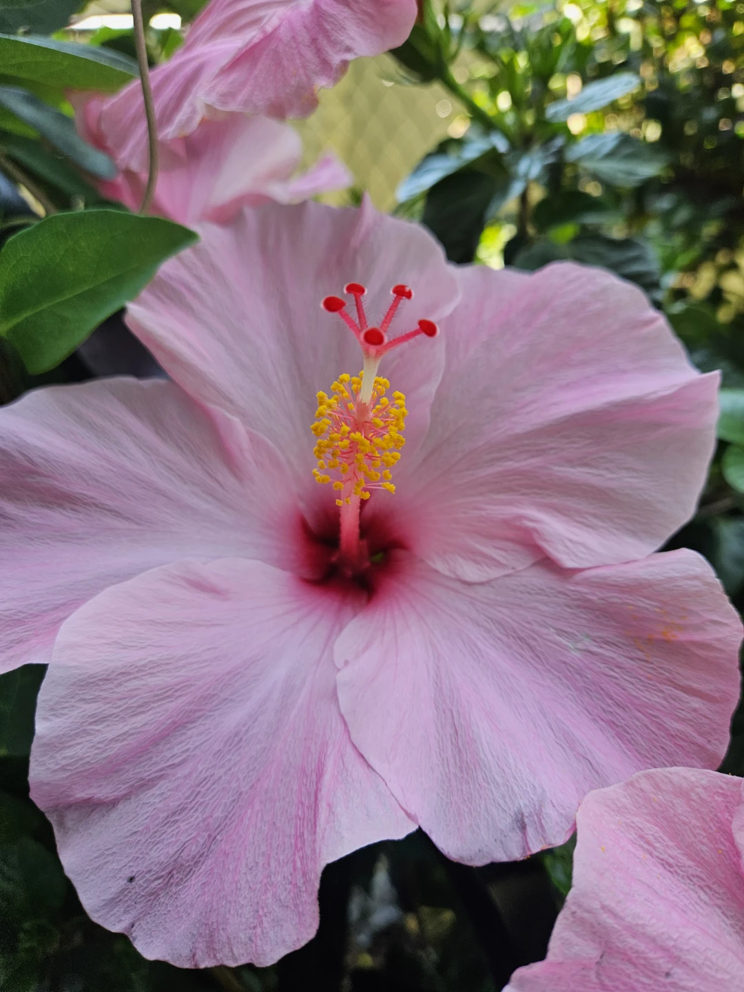 Pink Hibiscus standard tree 🌳