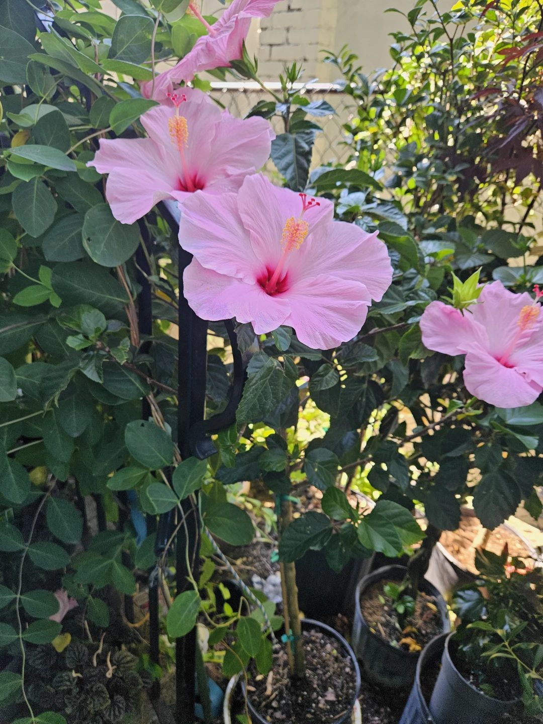 Pink Hibiscus standard tree 🌳 - photo 2