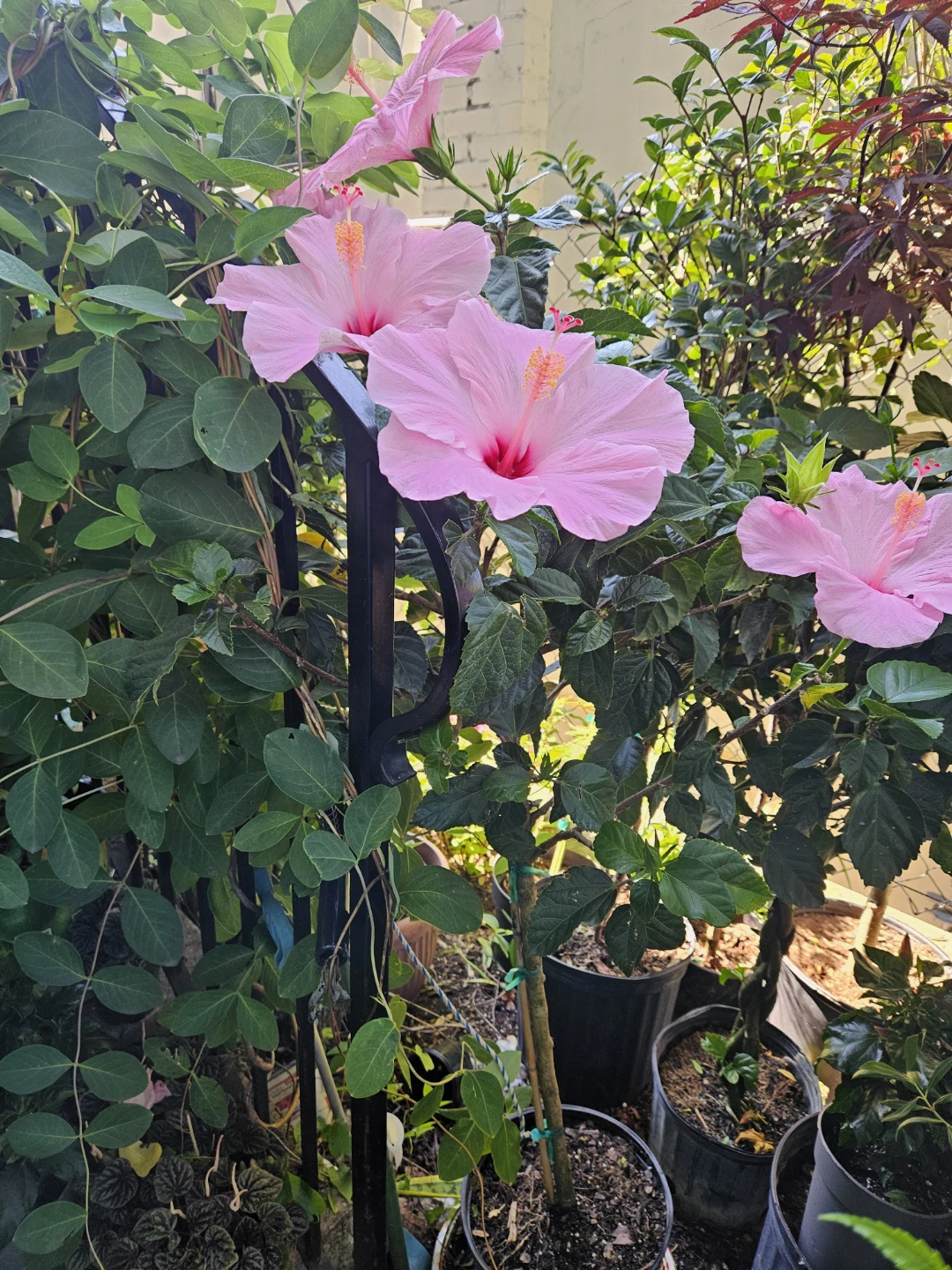 Pink Hibiscus standard tree 🌳 - photo 3