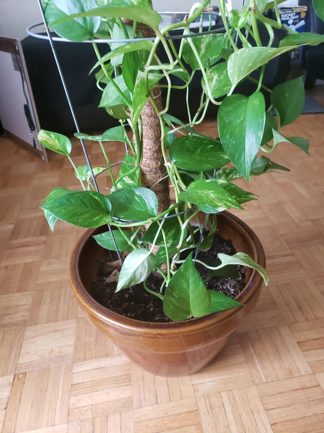 Pothos Plant in Brown Pot - photo 3