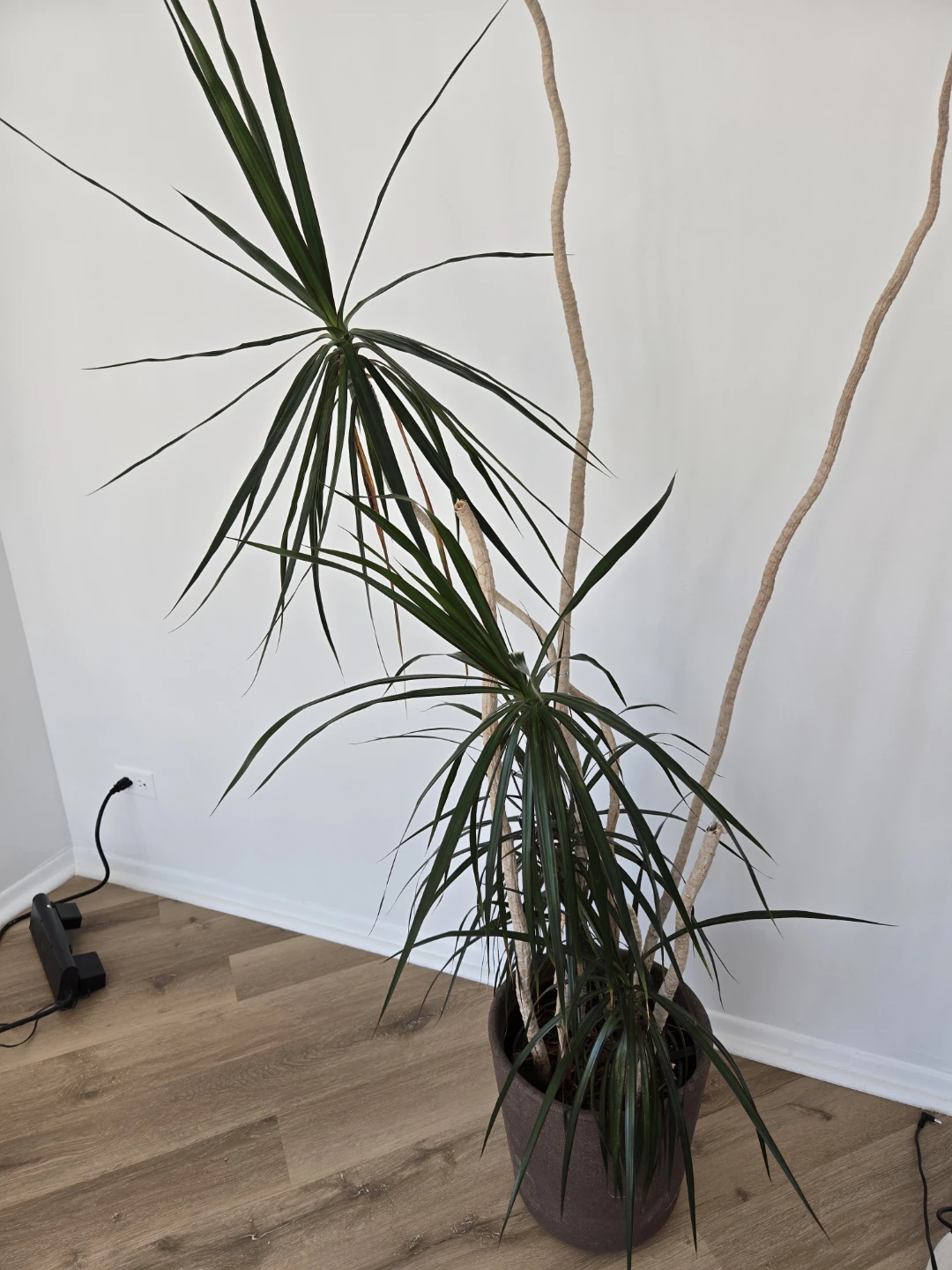Dracaena Marginata Plant