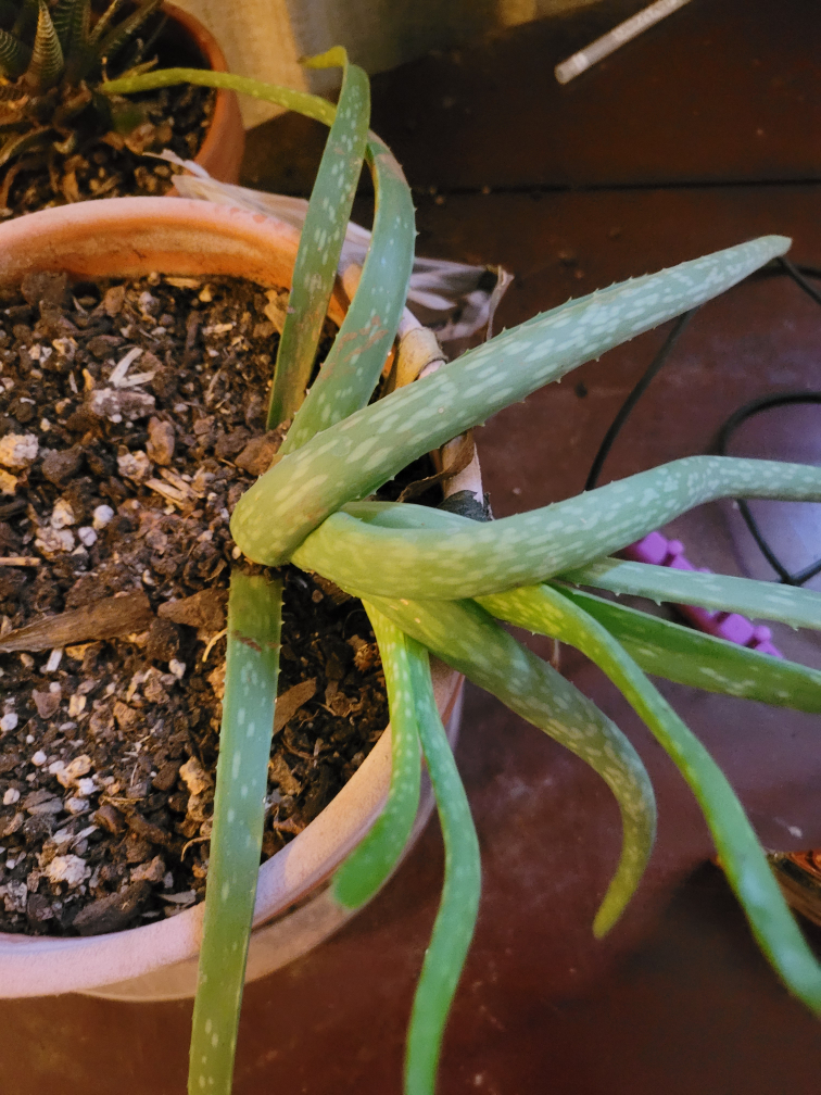 Aloe Vera Plant in Terracotta Pot