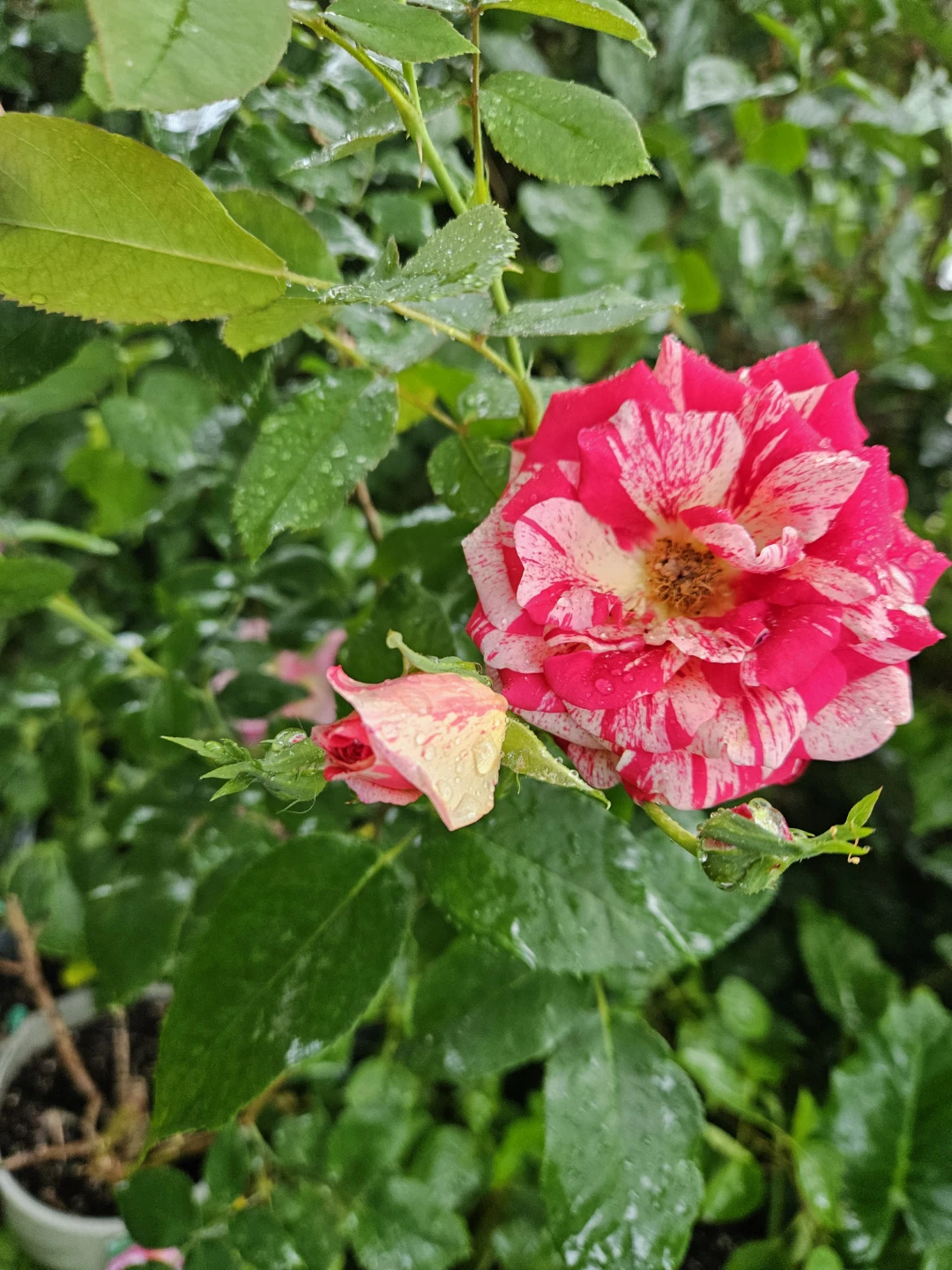 Red and White Striped Rose Bush - photo 4